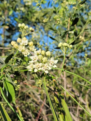 Funastrum clausum