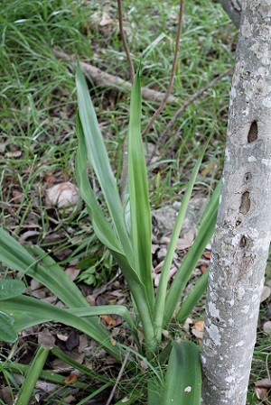 Furcraea foetida