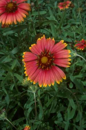 Gaillardia pulchella