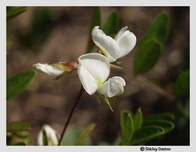 Galactia elliottii