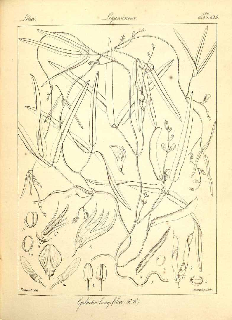 Galactia longifolia