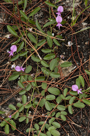 Galactia pinetorum