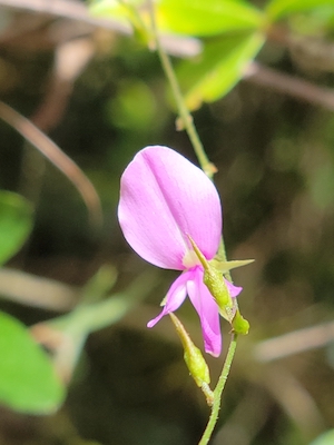 Galactia volubilis