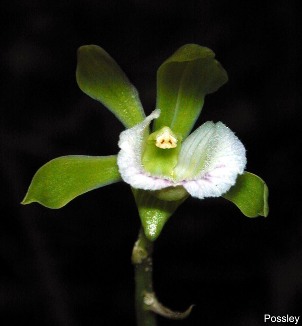 Galeandra bicarinata