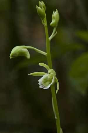 Galeandra bicarinata