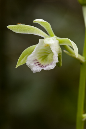 Galeandra bicarinata