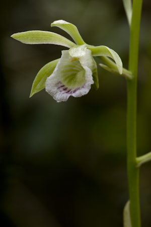 Galeandra bicarinata