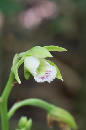 Galeandra bicarinata