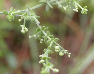 Galium bermudense