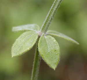 Galium bermudense