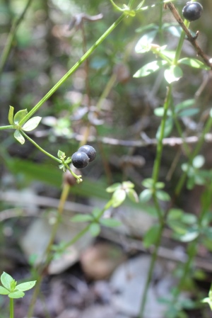 Galium bermudense