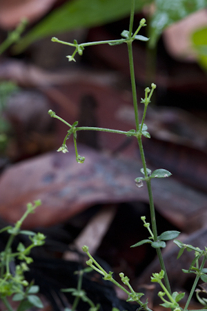 Galium bermudense