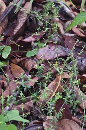 Galium bermudense