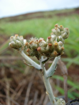 Gamochaeta purpurea