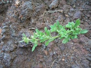 Gamochaeta purpurea