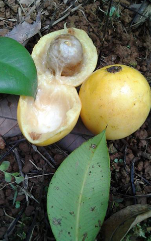 Garcinia portoricensis