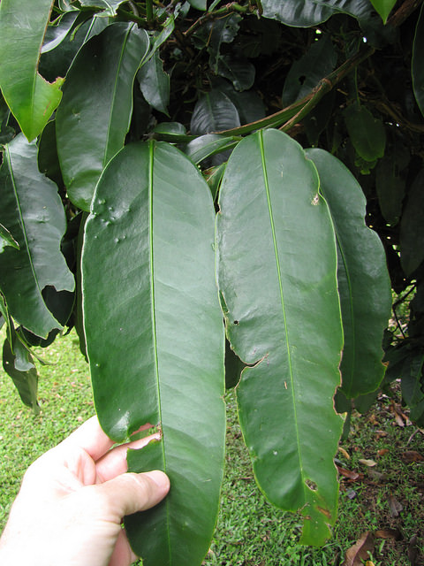 Garcinia xanthochymus