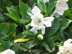 Gardenia jasminoides