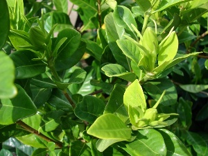 Gardenia jasminoides