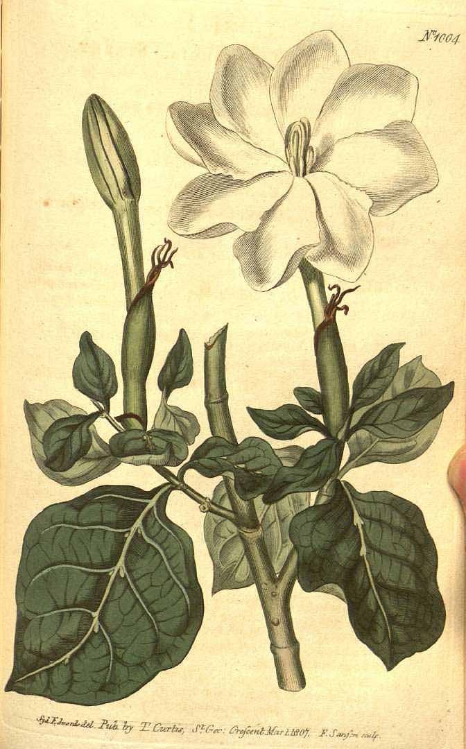 Gardenia thunbergia