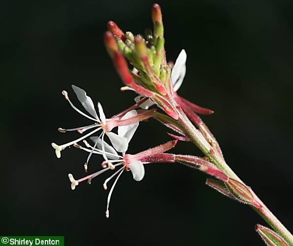 Oenothera simulans