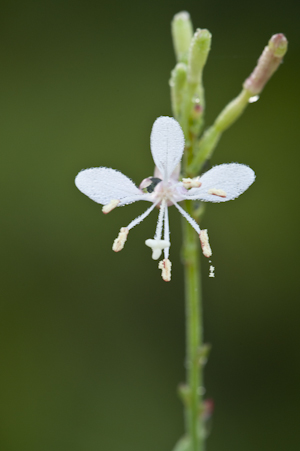 Oenothera simulans