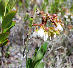 Gaylussacia dumosa