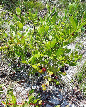 Gaylussacia dumosa