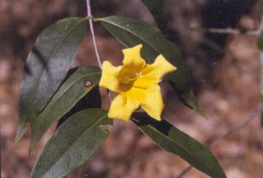 Gelsemium sempervirens