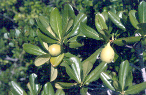 Casasia clusiifolia