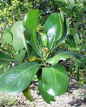 Casasia clusiifolia