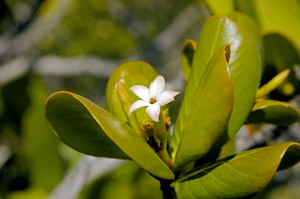 Casasia clusiifolia