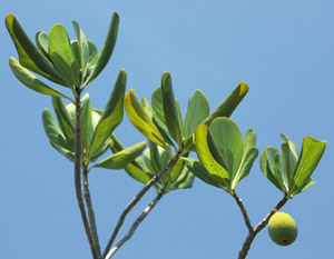 Casasia clusiifolia