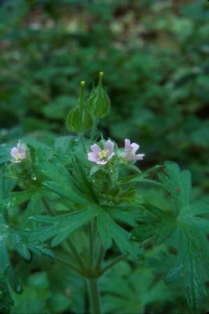 Geranium carolinianum