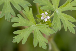 Geranium carolinianum