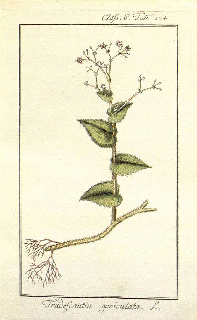 Gibasis geniculata