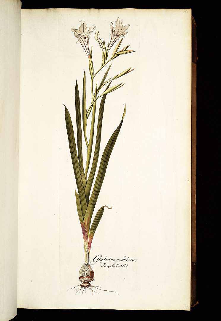 Gladiolus undulatus