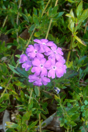 Glandularia maritima