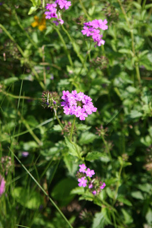 Glandularia maritima