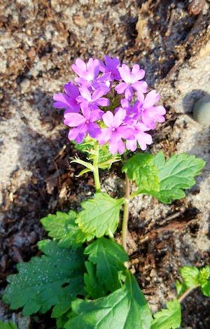 Glandularia maritima