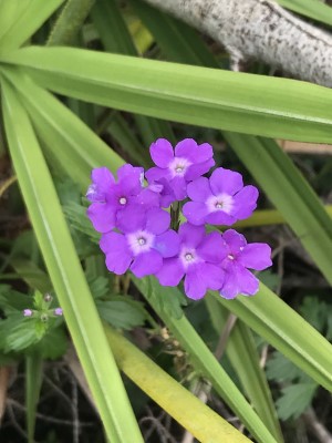 Glandularia maritima