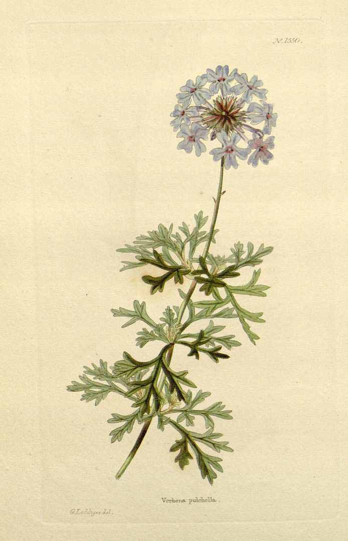 Glandularia aristigera