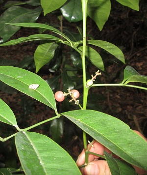 Glycosmis parviflora