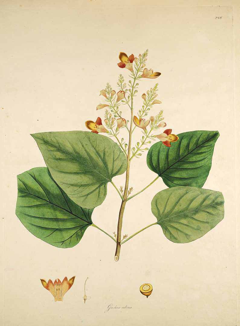 Gmelina arborea