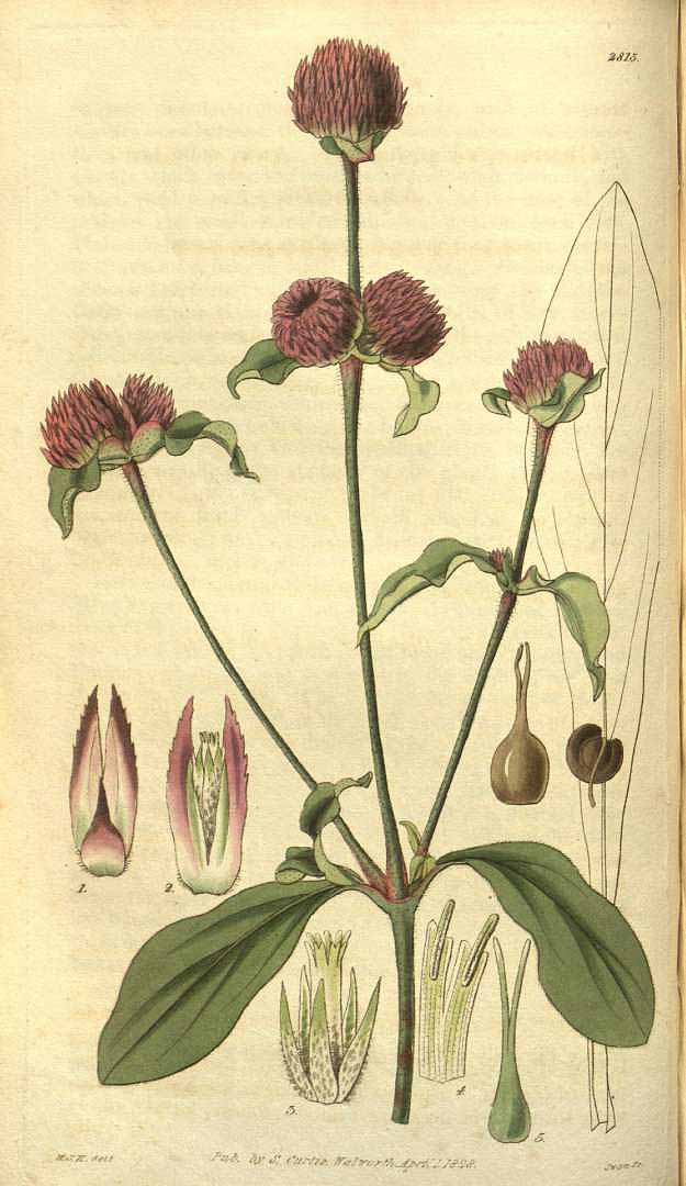 Gomphrena globosa