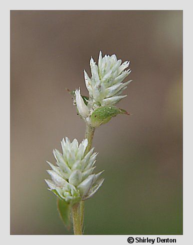 Gomphrena serrata