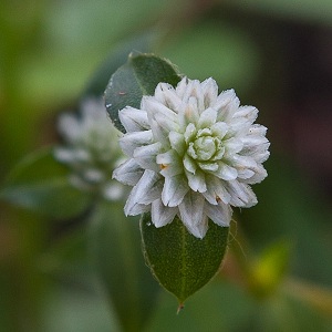 Gomphrena serrata