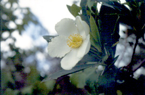 Gordonia lasianthus