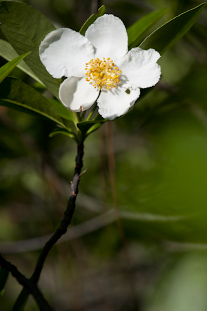 Gordonia lasianthus