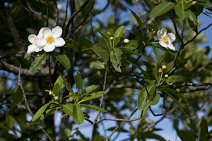 Gordonia lasianthus